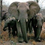 Cameroon Elephant Poaching Crisis Spreads