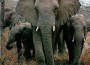 Cameroon Elephant Poaching Crisis Spreads