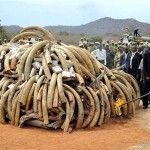 Gabon to Incinerate Audited Ivory Stockpiles