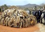 Gabon to Incinerate Audited Ivory Stockpiles