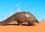 Persistent Illegal Pangolins Trade Still Dominant in Asia