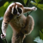 http://www.traffic.org/home/2012/4/3/loris-trade-not-so-slow.html