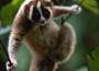 http://www.traffic.org/home/2012/4/3/loris-trade-not-so-slow.html