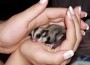 Exotic Sugar Gliders Under Heavy Protection in Malaysia