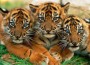 Wide Smuggling of Endangered Animals On Close Watch