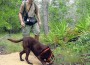 Wildlife Detector Dog Programs Sparks International Interest