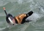 Man Without Arms And Legs Swims Around The World