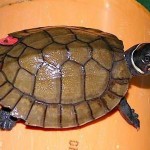 Philippine Forest Turtles Saved from Smugglers, Turned Over to Katala Foundation