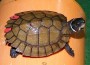 Philippine Forest Turtles Saved from Smugglers, Turned Over to Katala Foundation