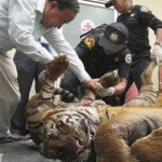 Tiger and Other Cat Parts Seized in Thailand