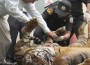 Tiger and Other Cat Parts Seized in Thailand