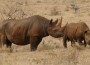 Central African Countries Plan to Improve Law Enforcement to Combat Poaching