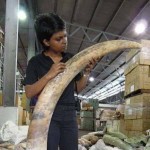 Experts Report Highest Elephant Poaching and Ivory Smuggling Rates in Decades