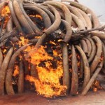 Gabon President Led the Burning of  Ivory,Commits to Zero Tolerance for Wildlife Crime 