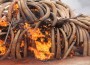 Gabon President Led the Burning of Ivory,Commits to Zero Tolerance for Wildlife Crime