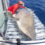 Giant Bull Shark Surprises Researchers