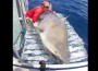 Giant Bull Shark Surprises Researchers