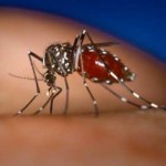 New CDC Test For Dengue Approved