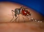 New CDC Test For Dengue Approved