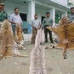 SAWEN Officials Prioritize Efforts to Combat Illegal Wildlife Trade in South Asia