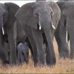 Sri Lanka Seizes 1.5 Tons of Ivory