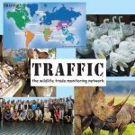 TRAFFIC Raises Awareness of Poaching Threat in Wildlife Trade Hotspot