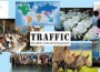 TRAFFIC Raises Awareness of Poaching Threat in Wildlife Trade Hotspot