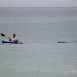 Cape Cod Beach Reopens After Great White Shark Sighting 