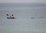 Cape Cod Beach Reopens After Great White Shark Sighting