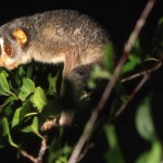 Pythons, Lorises and Monkey Seized at Bangkok Airport