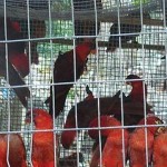 Solomon Islands Deemed as the “Captive Breeding” Shenanigans