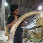 Illegal Ivory Trade Threat to Elephant Survival - New York Jewelers Caught Selling Ivory