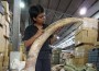 Illegal Ivory Trade Threat to Elephant Survival - New York Jewelers Caught Selling Ivory