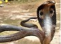 Man Bites Snake to Death
