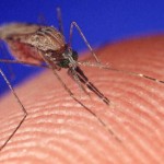 2012 West Nile Virus Outbreak