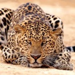 Four Leopards a Week Enter India’s Illegal Wildlife Trade