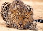 Four Leopards a Week Enter Indiaâ€™s Illegal Wildlife Trade