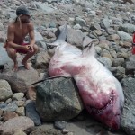 Officials Close New England Beaches As Great White Shark Washes Ashore