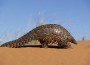 Website Devoted to Pangolin Care Launched