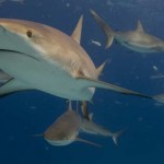 Poor Fisheries Management Endangers Sharks in the Coral Triangle