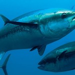 World Record Tuna Could Also Be A S1 Million Fish