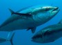 World Record Tuna Could Also Be A S1 Million Fish