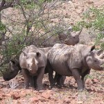 Rhinos Listed Among the Most Threatened Species