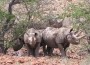 Rhinos Listed Among the Most Threatened Species