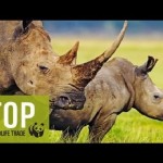 Viet Nam Confirmes Severity of Rhino Trade