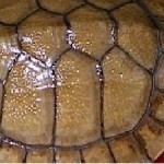 Regional Maritime Police Rescues 27 Philippine Forest Turtles in Palawan 
