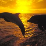 Sailors Film Rare Dolphin “Stampede” 