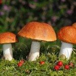 California Mushroom Poisoning Claims Third Victim