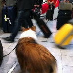 Traveling with Pets Worth A Hassle