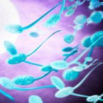 French Men Not Producing As Much Sperm, Studies Reveal